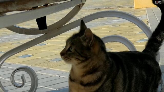 cute cat, the mistress of the pool. милая кошка, хозяйка бассейна. смотреть онлайн