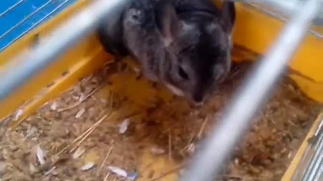 Білка летючка смотреть онлайн
