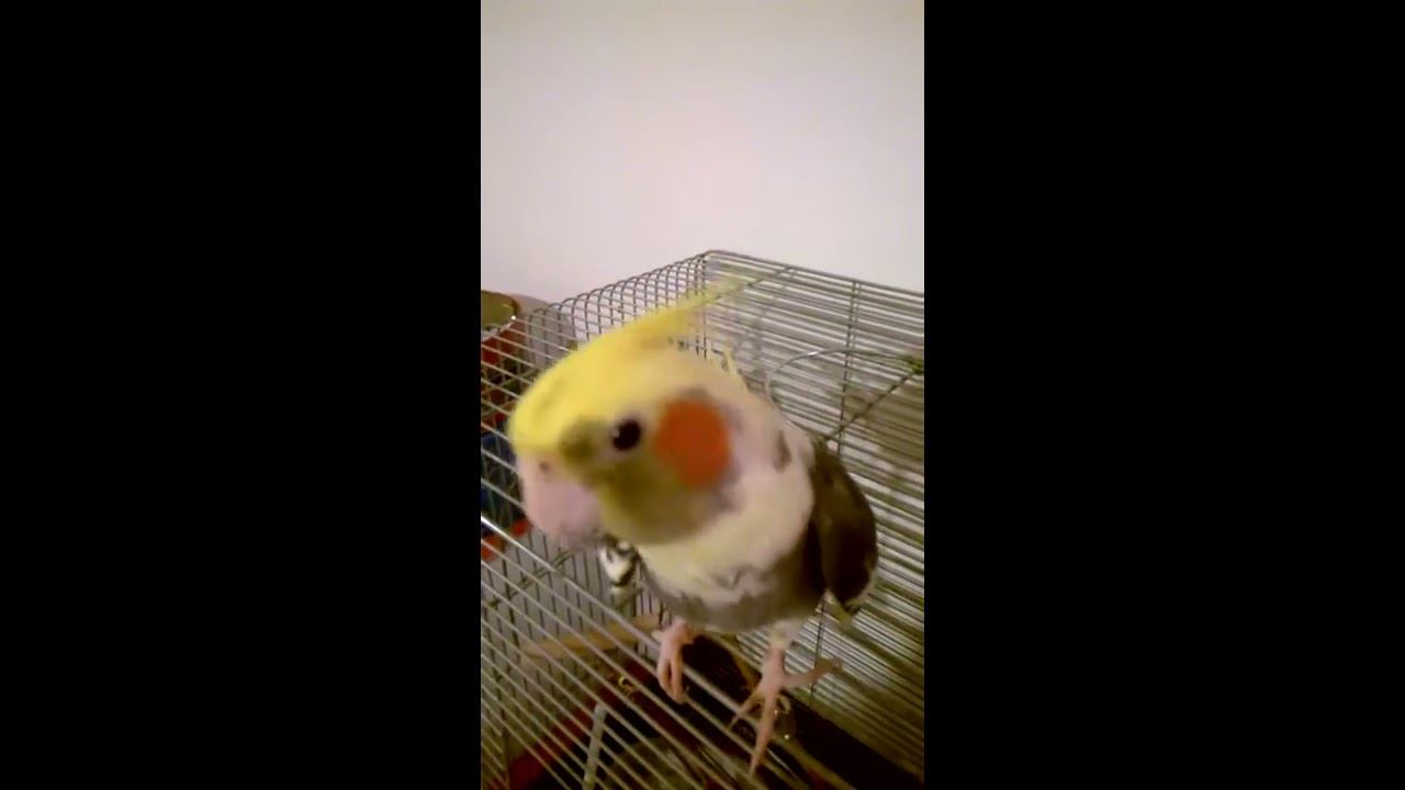 Cockatiel Parrot Singing | Star Wars - The Imperial March (Darth Vader's theme) | смотреть онлайн