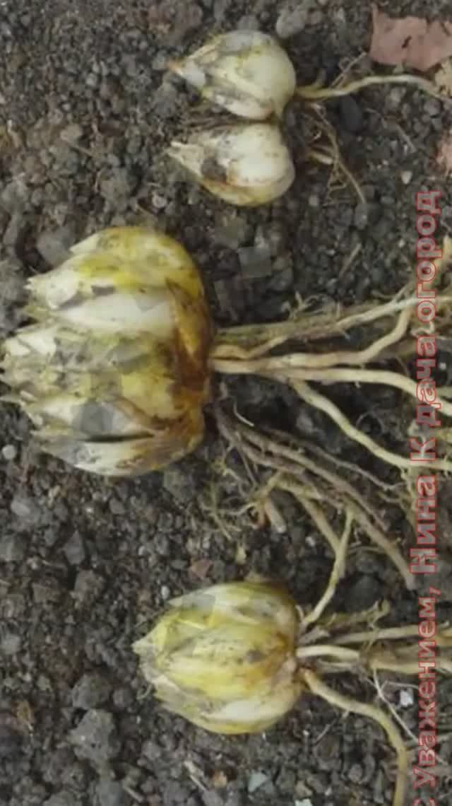 Отличный способ размножения Лилий чешуйками ! Лилий будем просто море смотреть онлайн