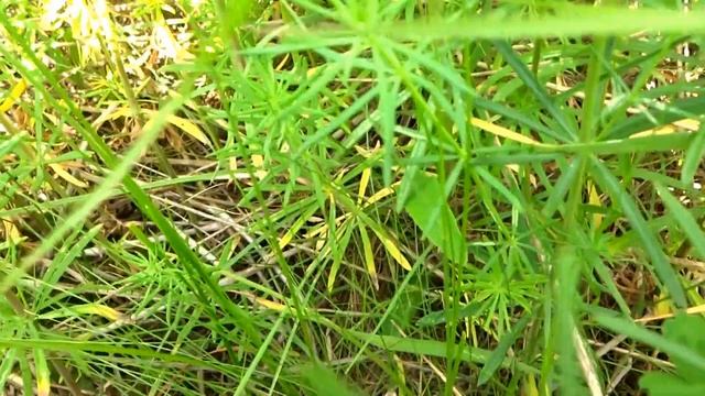 макро . трава . природа смотреть онлайн