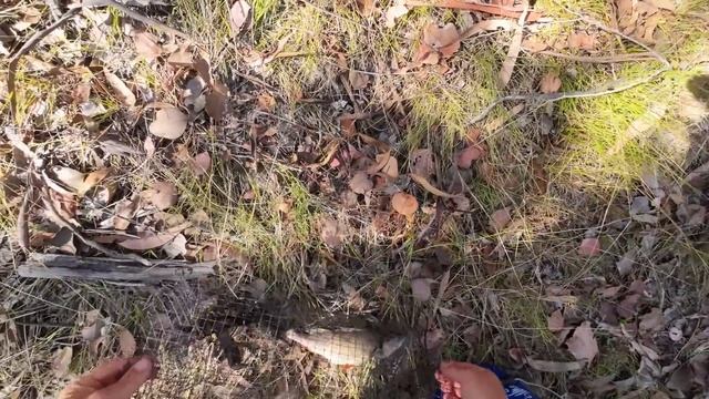 2 short Yabbying videos. Exploring new potential yabby dams late in the season смотреть онлайн