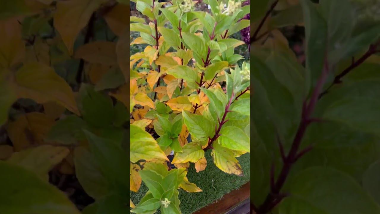 Гортензия Полар Беар (Hydrangea paniculata Polar Bear) – любимый сорт садоводов. смотреть онлайн