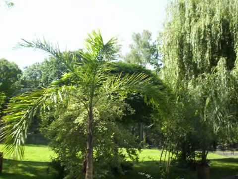 KRAKOWSKI BOTANIK 7 смотреть онлайн
