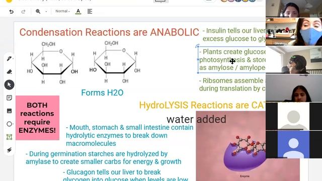Water, Carb, & Lipid Zoom Review смотреть онлайн