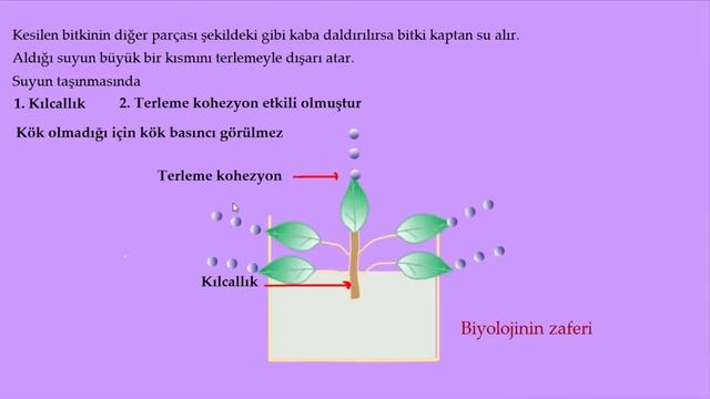 Bitkilerde taşıma sistemi - ( Animasyonlu anlatım ) смотреть онлайн
