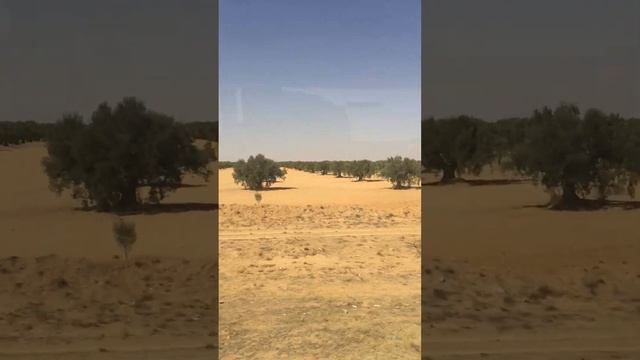 пустыня Сахара оливковые рощи смотреть онлайн