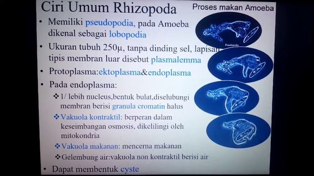 Yuk kenal Protista смотреть онлайн