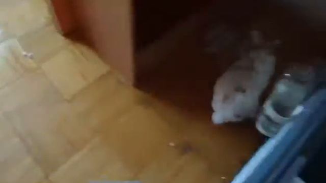 Милый кролик 🐰 смотреть онлайн