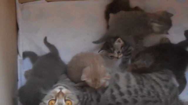 Помёт "Е" дата рождения 28.08.2014 смотреть онлайн
