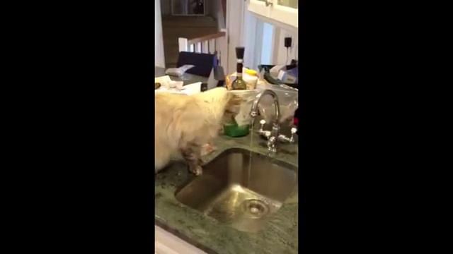 Прикол Котик Играет с Водой youtube original смотреть онлайн