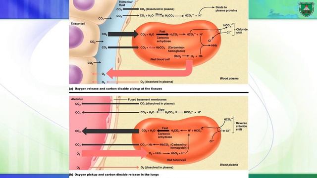 Lec02 Regulation of hemoglobin function 2020 смотреть онлайн