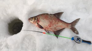 Два дня подряд ловили на безмотылку на затоне р. Оки! Зимняя рыбалка 23/24.