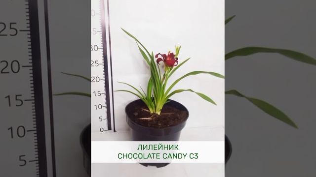 Лилейники для сада смотреть онлайн