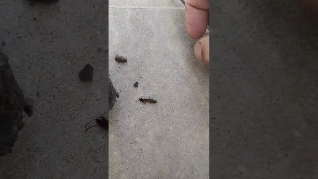 осиное гнездо смотреть онлайн