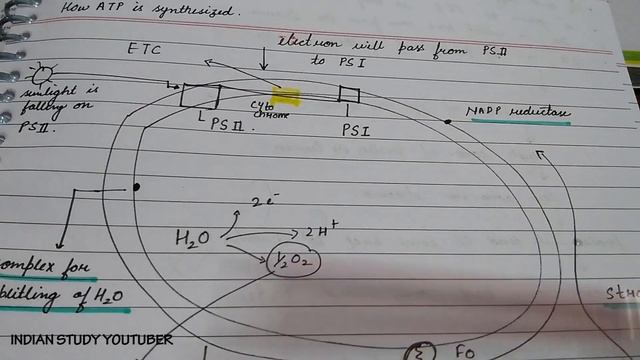 NCERT Class 11th Biology chapter 13th: Photosynthesis in higher plants (PART 5) смотреть онлайн