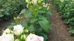 Роза спрей Лорена Саммерхаус