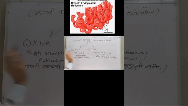 Endoplasmic Reticulum (RER and SER) #biology #botany #generalscience смотреть онлайн