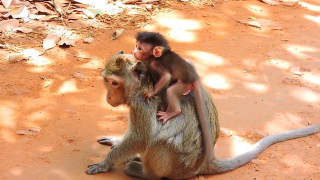 Cute Baby Monkey Adler Like To Ride On Mom Angel's Back. смотреть онлайн