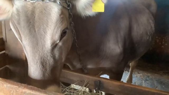 Сколько стоит дойная корова? 😱Купили Швицкую корову