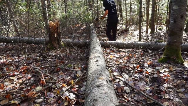 Building A Log Cabin | Ep. 3 | Battling carpenter ants and honing our lumberjack skills смотреть онлайн