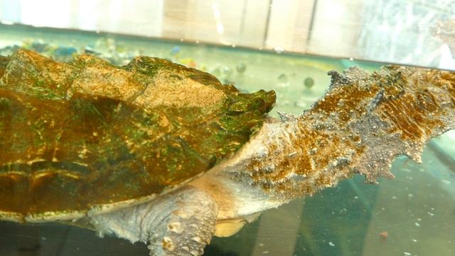 Выставка Экзотических Животных Зоолэнд в Твери 2024 #zooland #тверь #tver 🐒🐢 🦎🐍🐊🦇🐵