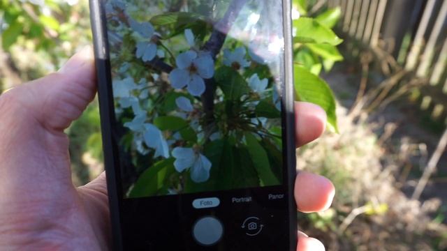Die Flora Incognita App im Garten смотреть онлайн