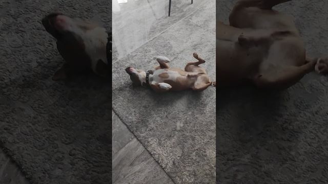 рэкс смотреть онлайн