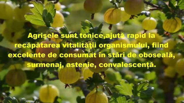 🍀Agrișele beneficiu pentru sanatate🔔 смотреть онлайн