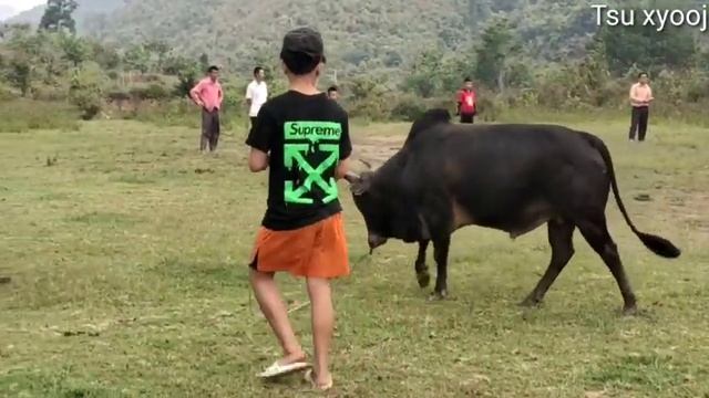 me nyuam nyuj kub zoo naws 26.4.2021 смотреть онлайн