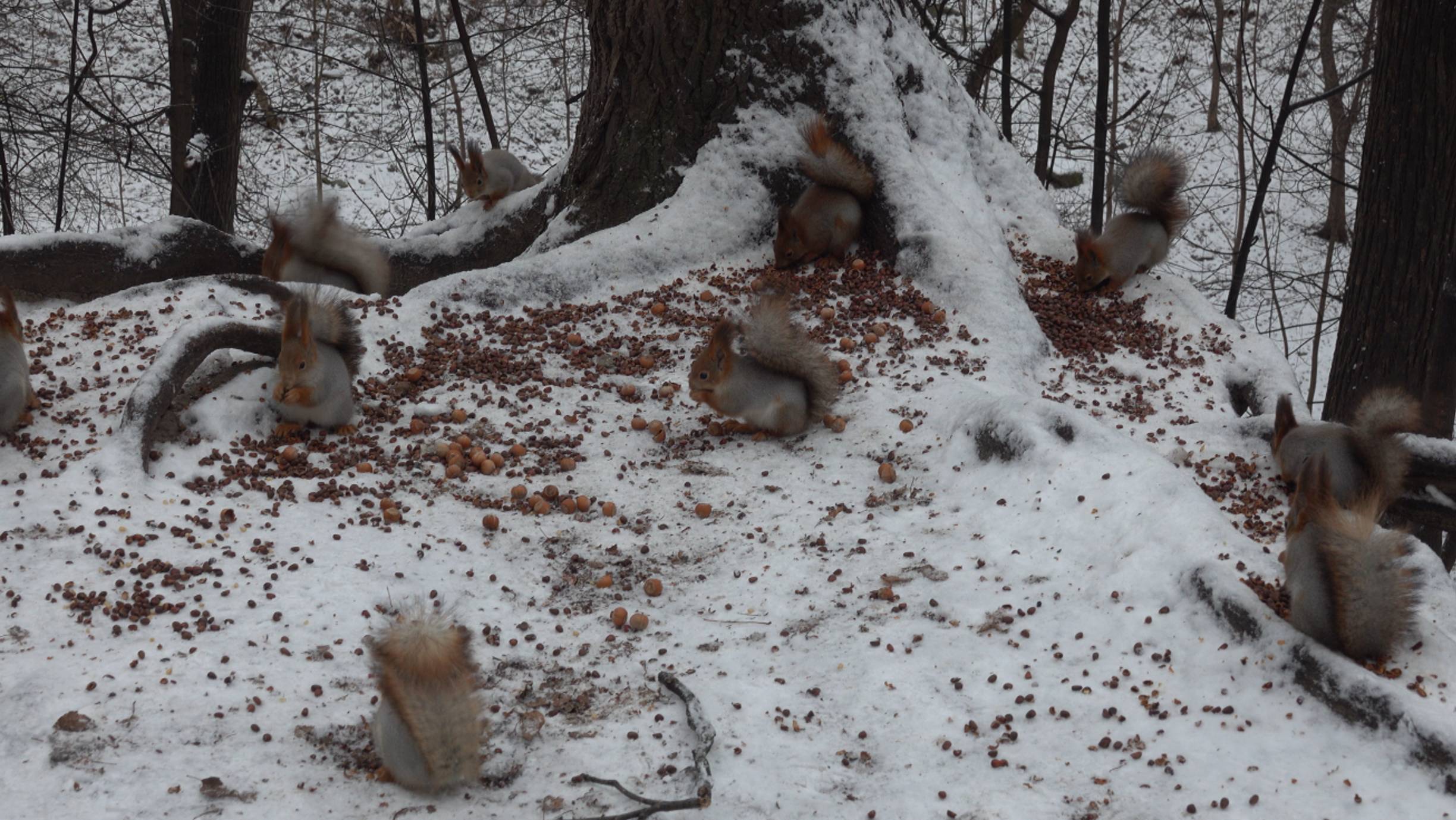 Сегодня очень много голодных белок смотреть онлайн