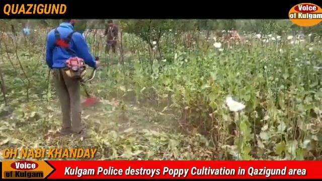 Kulgam Police destroys Poppy Cultivation in Qazigund area смотреть онлайн