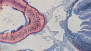 С Савельев  Что главное в научных исследованияхLow,480x360, Mp4