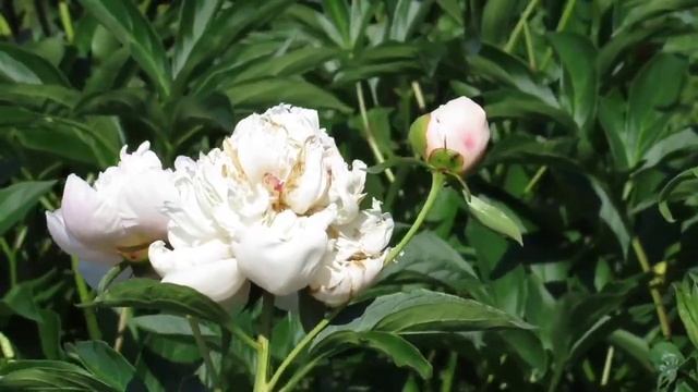🧘♀️🍀🧘♂️For studying nature.calm music binaural beats.spa.🧘♀️🧘♂️🍀 смотреть онлайн