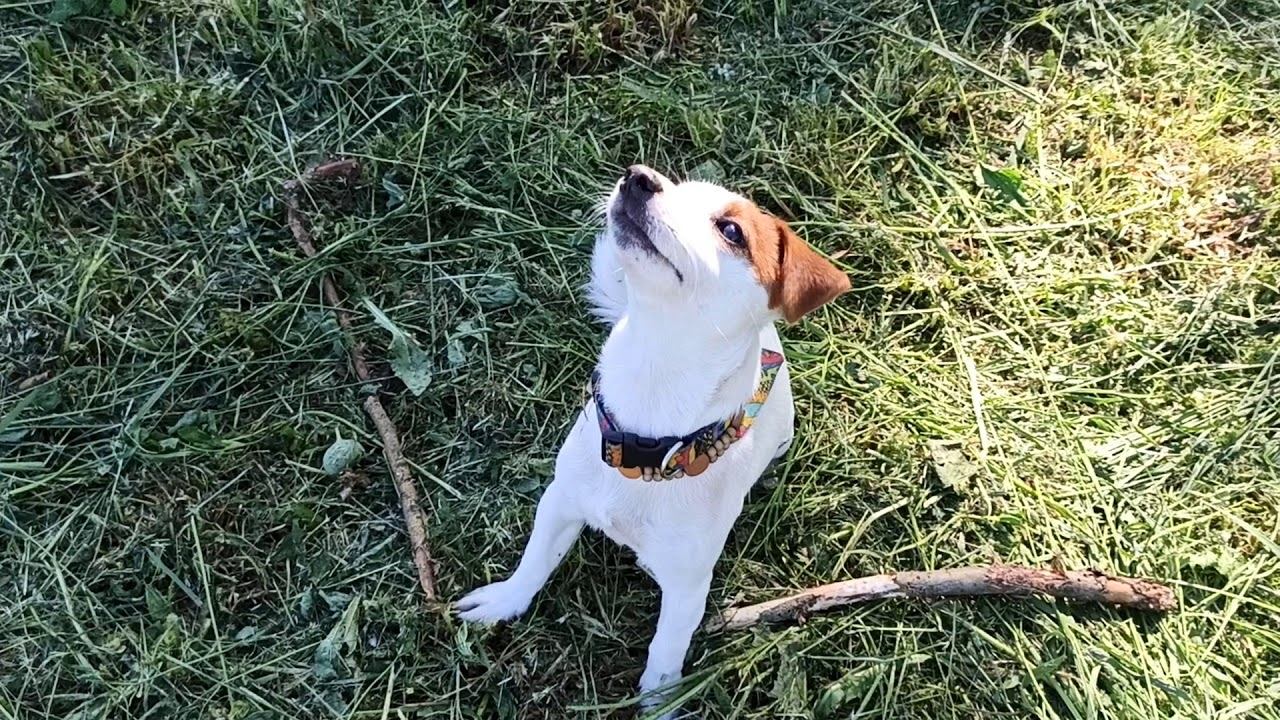 Белла и мухи смотреть онлайн