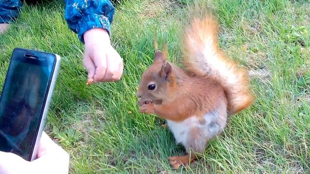 Белка в Петергофе ест с рук смотреть онлайн