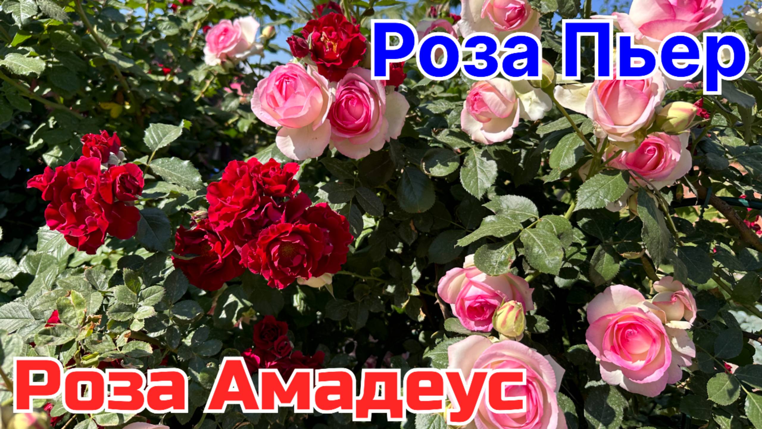 Розы Пьет и Амадеус #роза #пьер  #амадеус