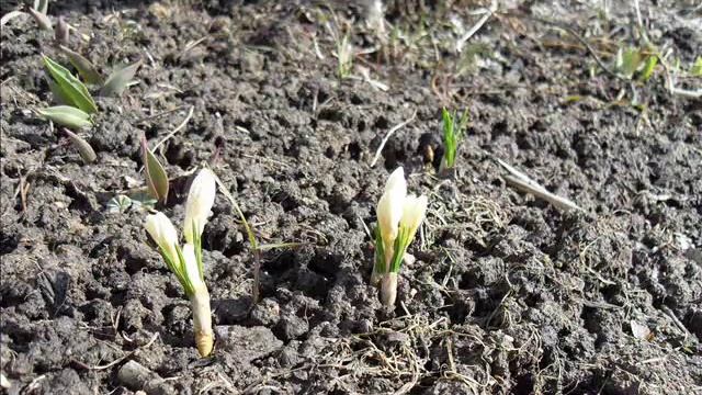 клип комарово смотреть онлайн