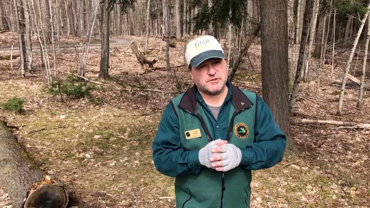 Tree Detective Invasive Species Edition-Hemlocks as Wildlife Habitat смотреть онлайн