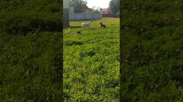 собака и козёл смотреть онлайн