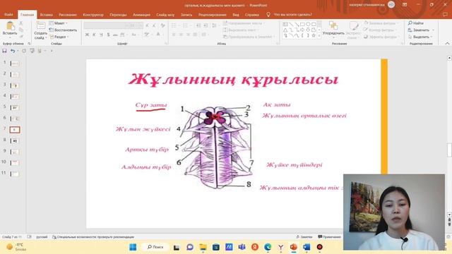 7 сынып. Жүйке жүйесінің бөлімдері. Жұлын смотреть онлайн
