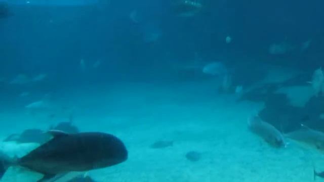 Maui Ocean Center 1 смотреть онлайн