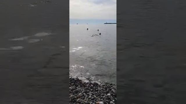 купается в Сочи вода 20-21 градусов конец октября смотреть онлайн
