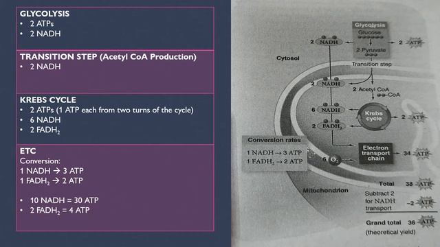 MITOCHONDRIA and ATP COUNTING смотреть онлайн