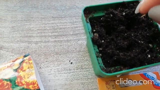 Бархатцы от посева до всходов. смотреть онлайн