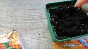 Бархатцы от посева до всходов.