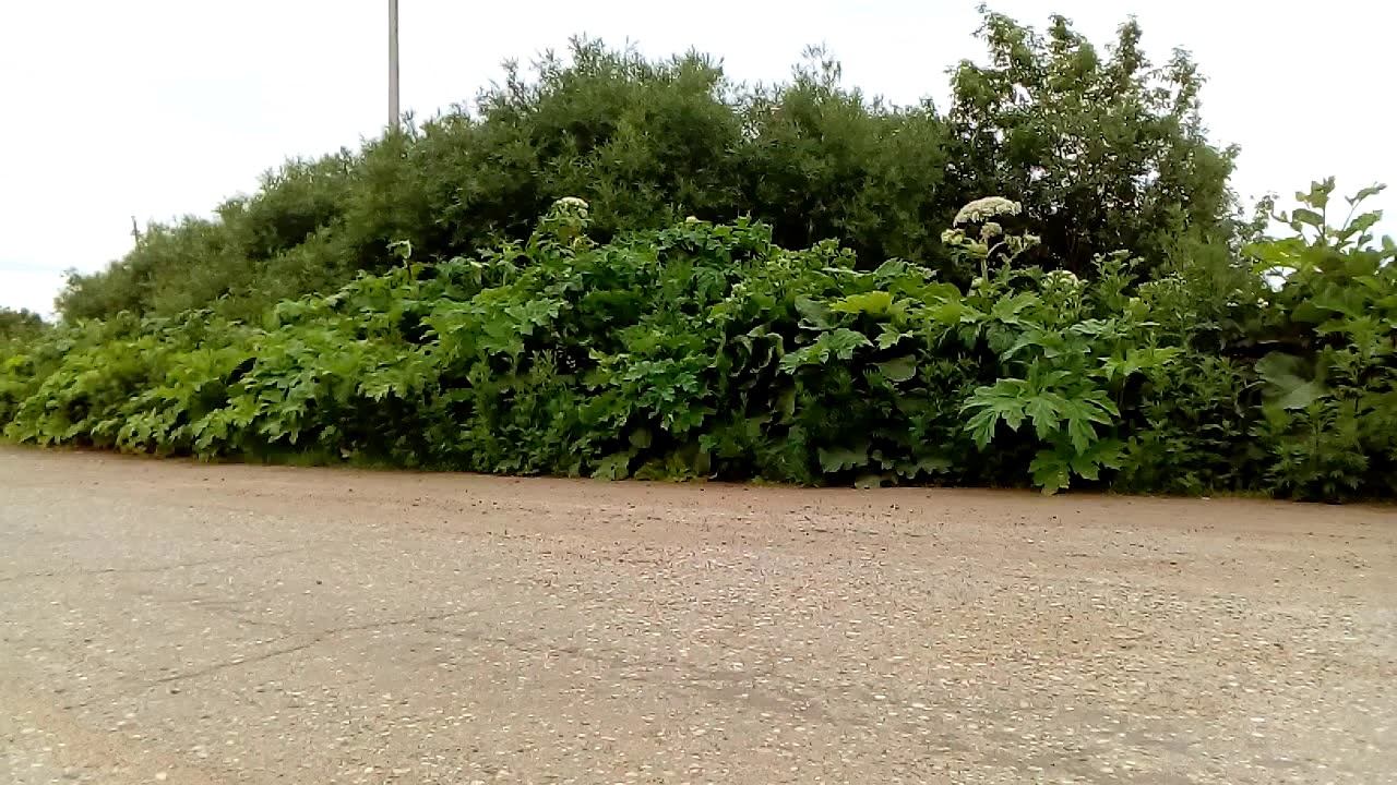 The poisonous Hogweed. Russia. Summer 2019 смотреть онлайн
