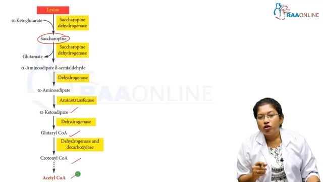 Basic Amino Acid смотреть онлайн