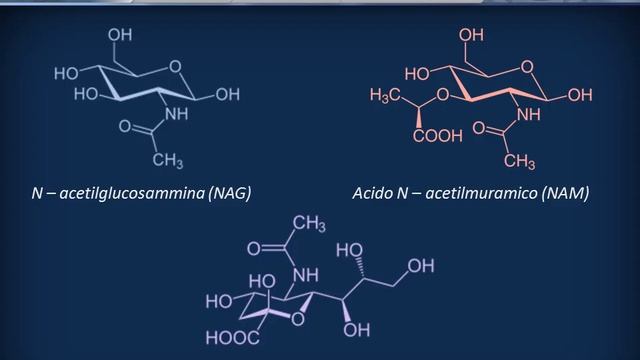 Biochimica strutturale: Carboidrati смотреть онлайн