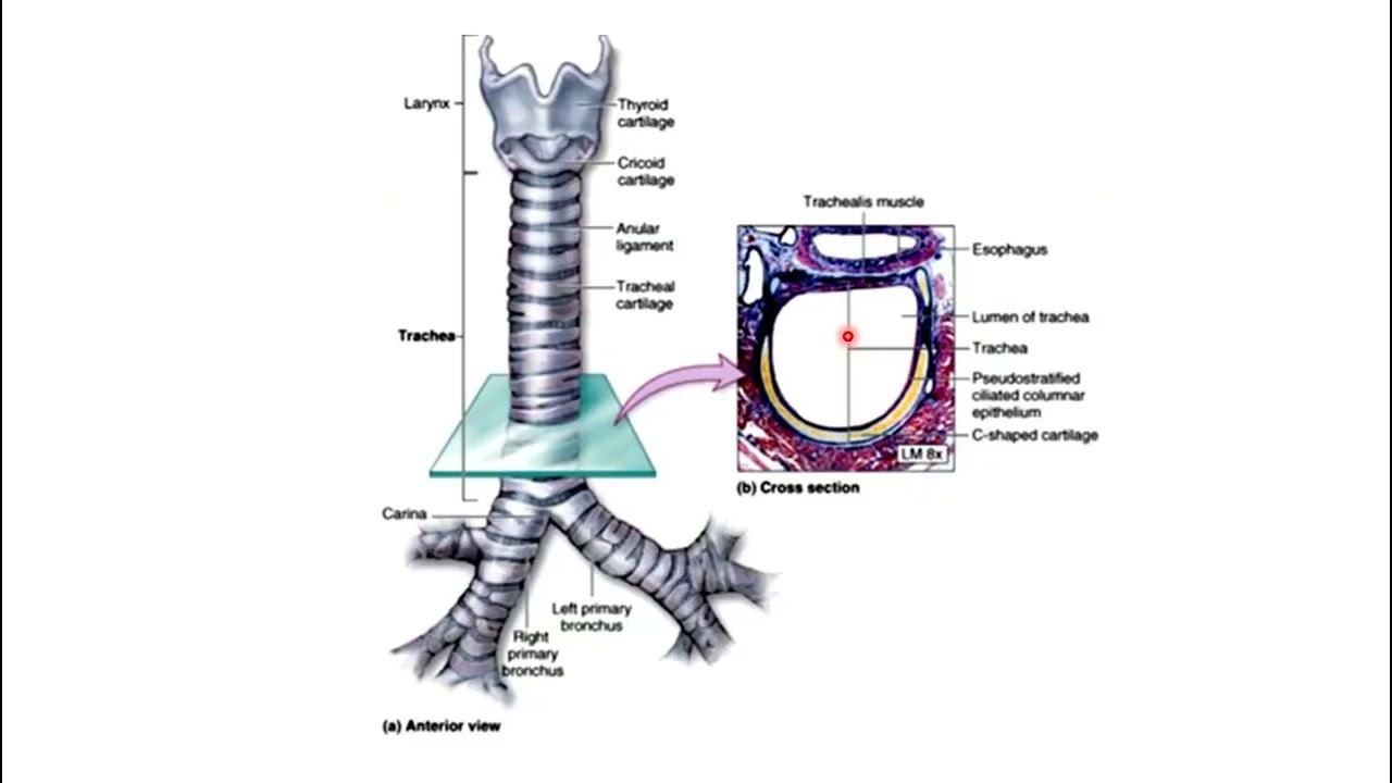 Кеңірдек, бронхтар анатомиясы. Trachea - easy anatomy смотреть онлайн